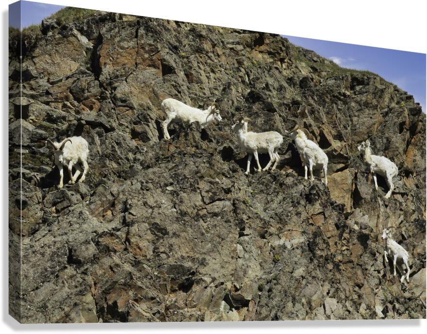 Dall Sheep 1 Canvas Print