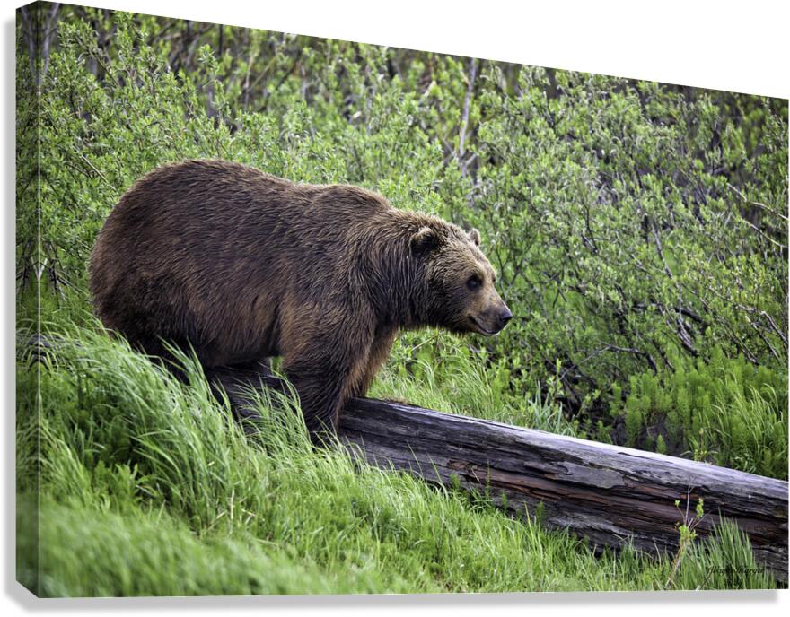 Brown Bear Canvas Print