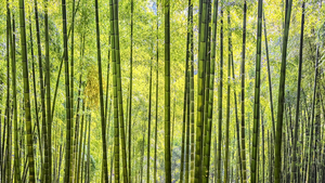 Bamboo Wall