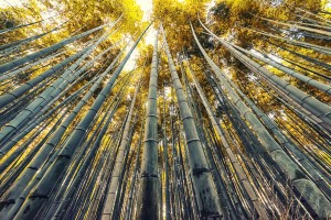 Bamboo grove