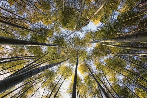 Bamboo forest Print