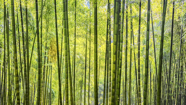 Bamboo Wall Print