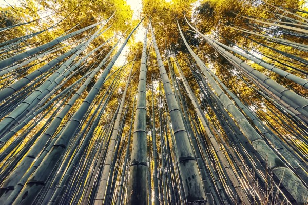 Bamboo grove by Manjik Pictures