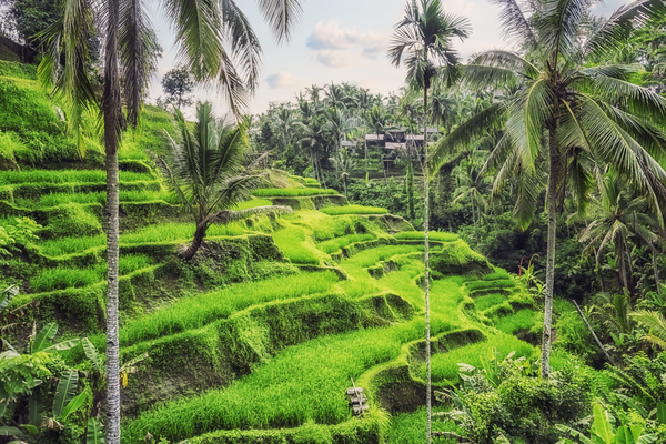  Tegallalang Rice Terraces by Manjik Pictures