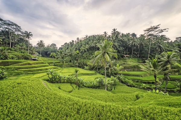 Tegallalang Print
