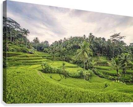 Tegallalang Canvas Print