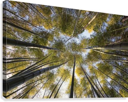 Bamboo forest Canvas Print