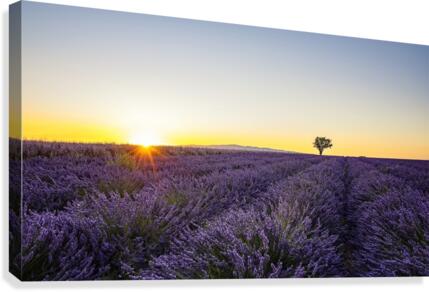 Lavender Canvas Print