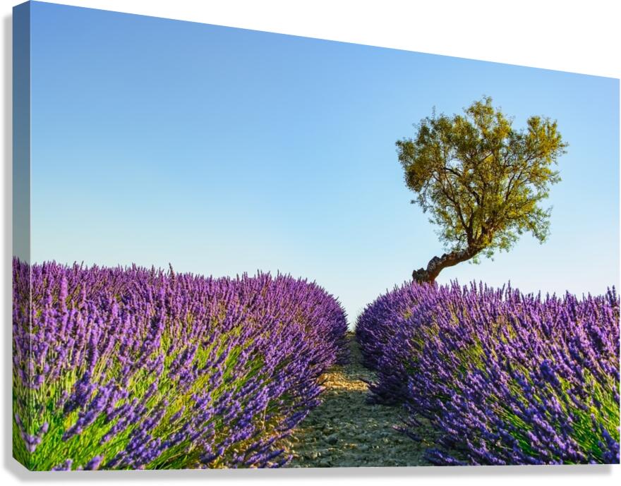 Provence Canvas Print