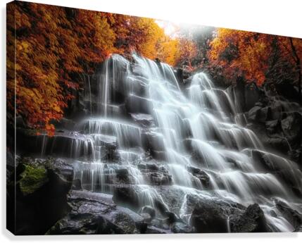 Into the forest Canvas Print