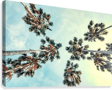 Palm trees Canvas Print