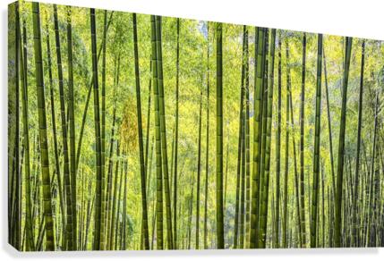 Bamboo Wall Canvas Print