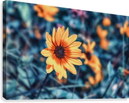 Flower Bed Canvas Print