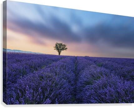 Valensole Sunset Canvas Print