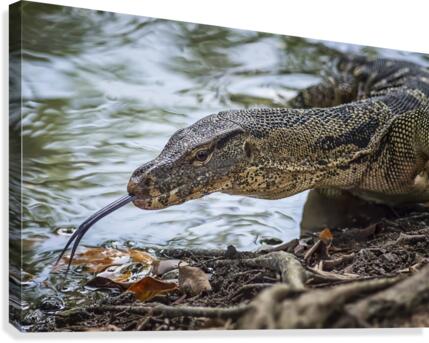 Monitor Lizard Canvas Print