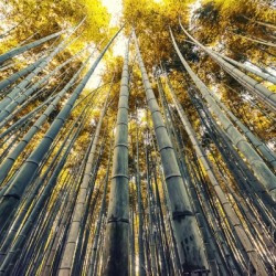 Bamboo grove