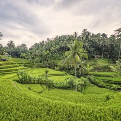 Tegallalang