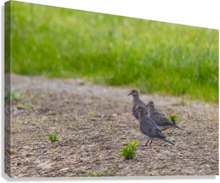 Mourning Doves Canvas Print
