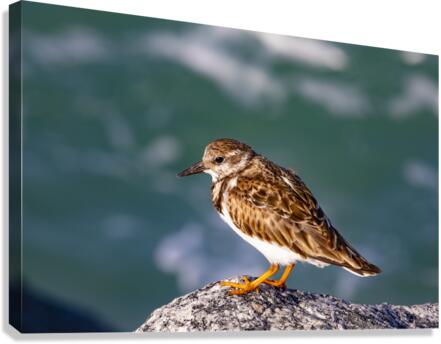Sandpiper Canvas Print