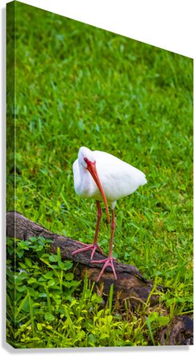 White Ibis Canvas Print
