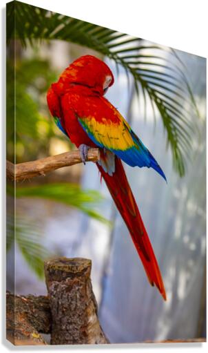 Macaw Canvas Print