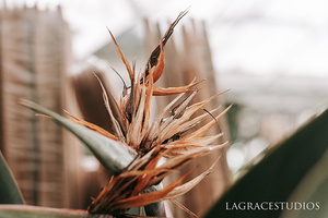 THE STORY OF REDEMPTION