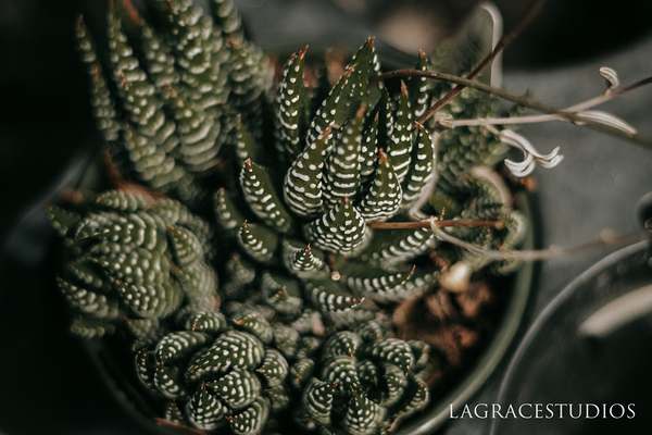 PHYTOLOGICAL_101 Print