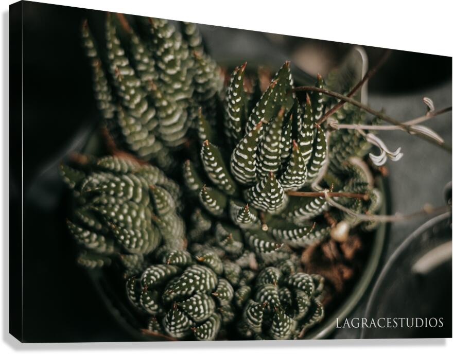 PHYTOLOGICAL_101 Canvas Print