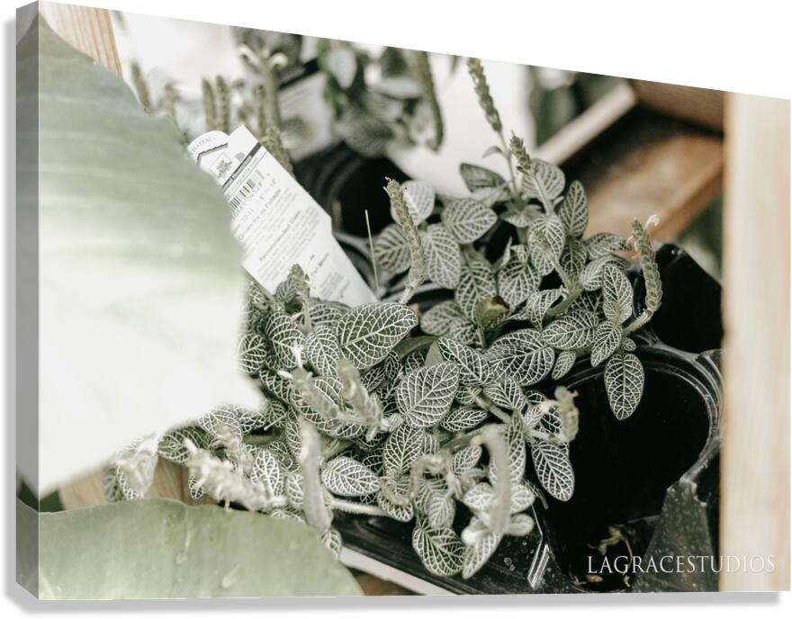  BRIGHT & AIRY Canvas Print