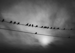 Birds on Wire