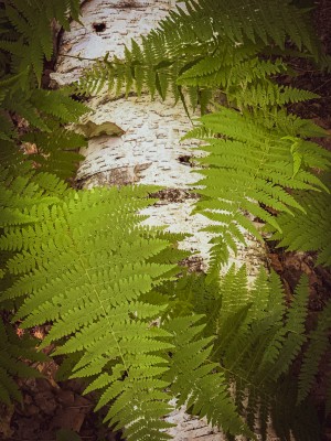 Ferns and White Birch
