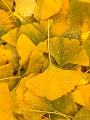 Ginkgo