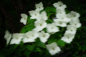 Kousa Blur