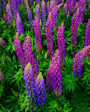 Lupines