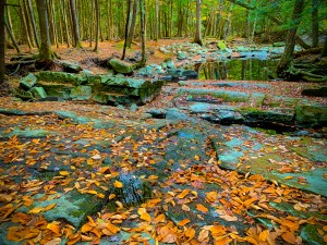 Pratt s Brook ParkF