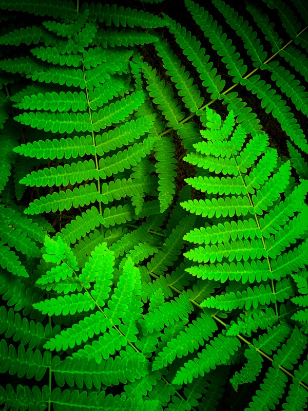 Ferns F by Kevin R Schochat
