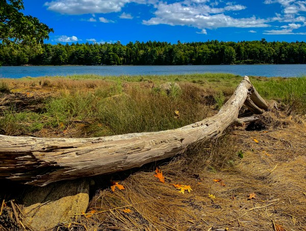 Florida Loop Log by Kevin R Schochat