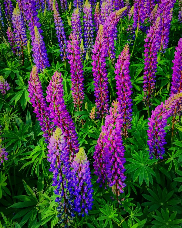 Lupines by Kevin R Schochat
