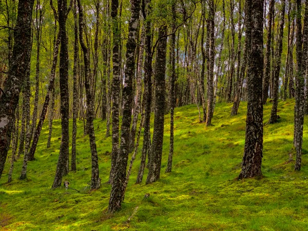 Scottish Woods by Kevin R Schochat