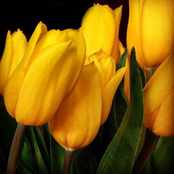 Tulips F Print