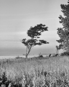 Bent by the Wind Black and White