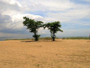 Two Trees at Union Beach