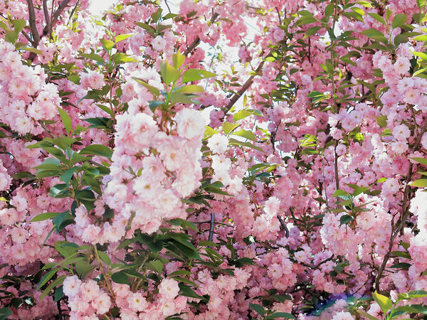 Cherry Blossoms Print