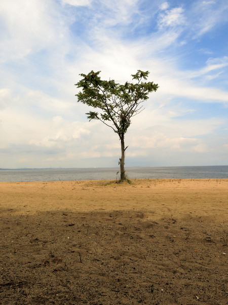 Lonely Tree Print