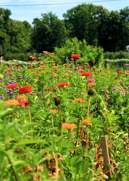 Sunflower Series 2 Print