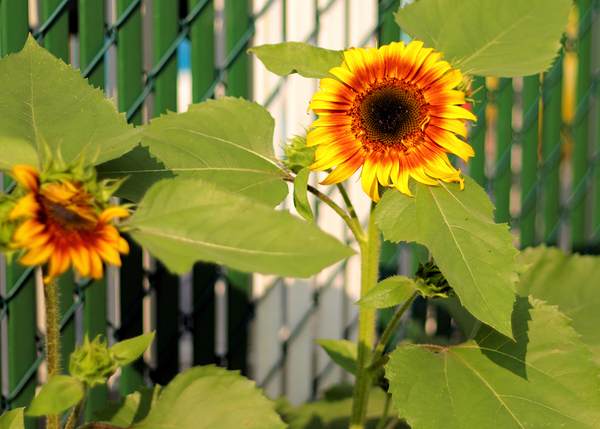 Sunflowers on the Fence Print