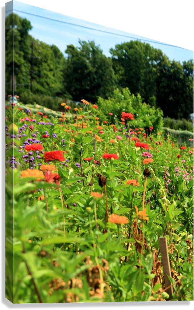 Sunflower Series 2 Canvas Print