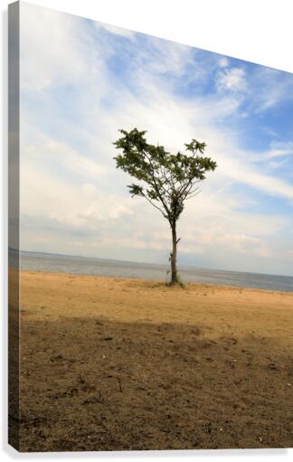Lonely Tree Canvas Print