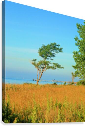 Bent by the Wind Canvas Print