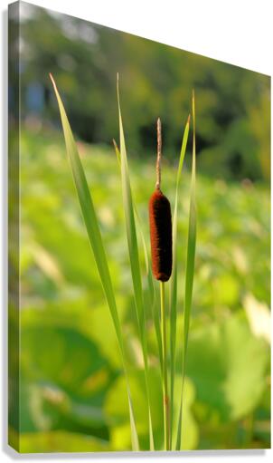 Cattail Canvas Print